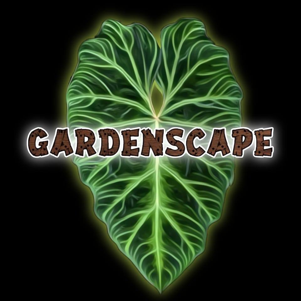 🌱 Mushroom Shop BD | Buy Air Plants, Indoor Plants, Terrarium Trees & Garden Products in Bangladesh